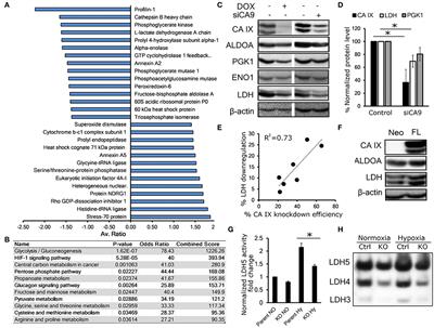 CA IX Stabilizes Intracellular pH to Maintain Metabolic Reprogramming and Proliferation in Hypoxia